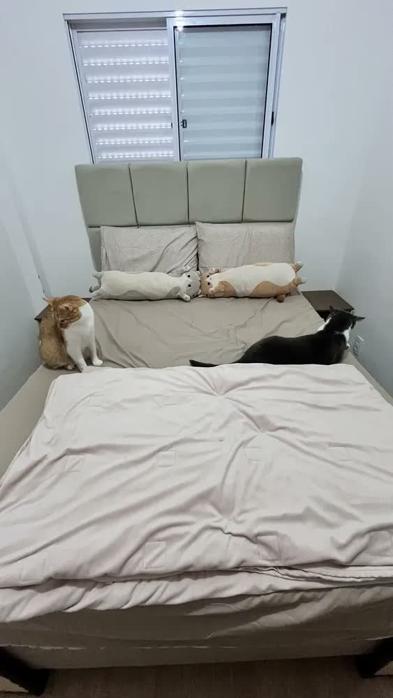 foto de comprador de Jogo de Cama Queen Slim Organic Lençol Anti-Pilling Altenburg Preto